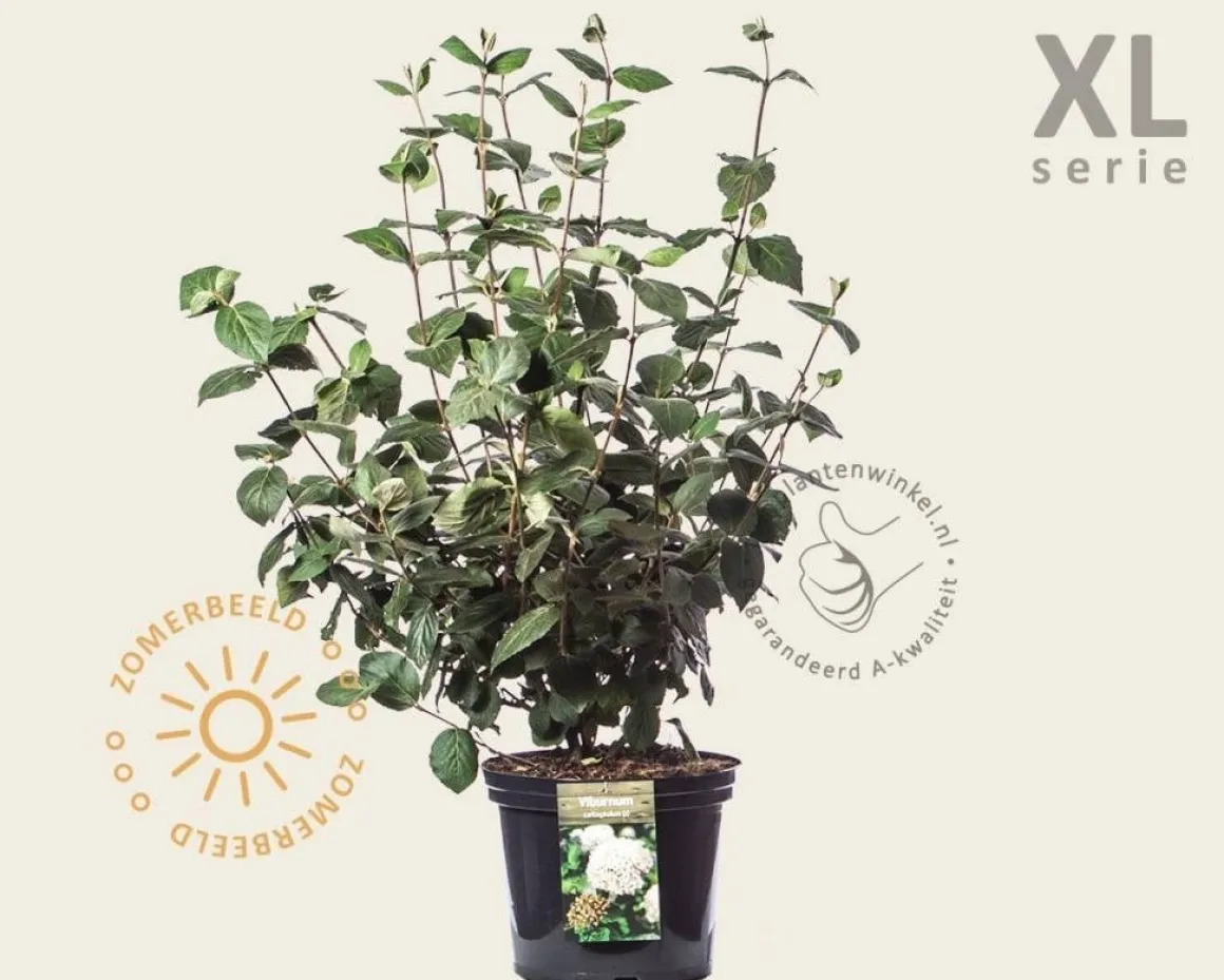 Viburnum carlcephalum - XL