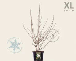 Viburnum carlcephalum - XL