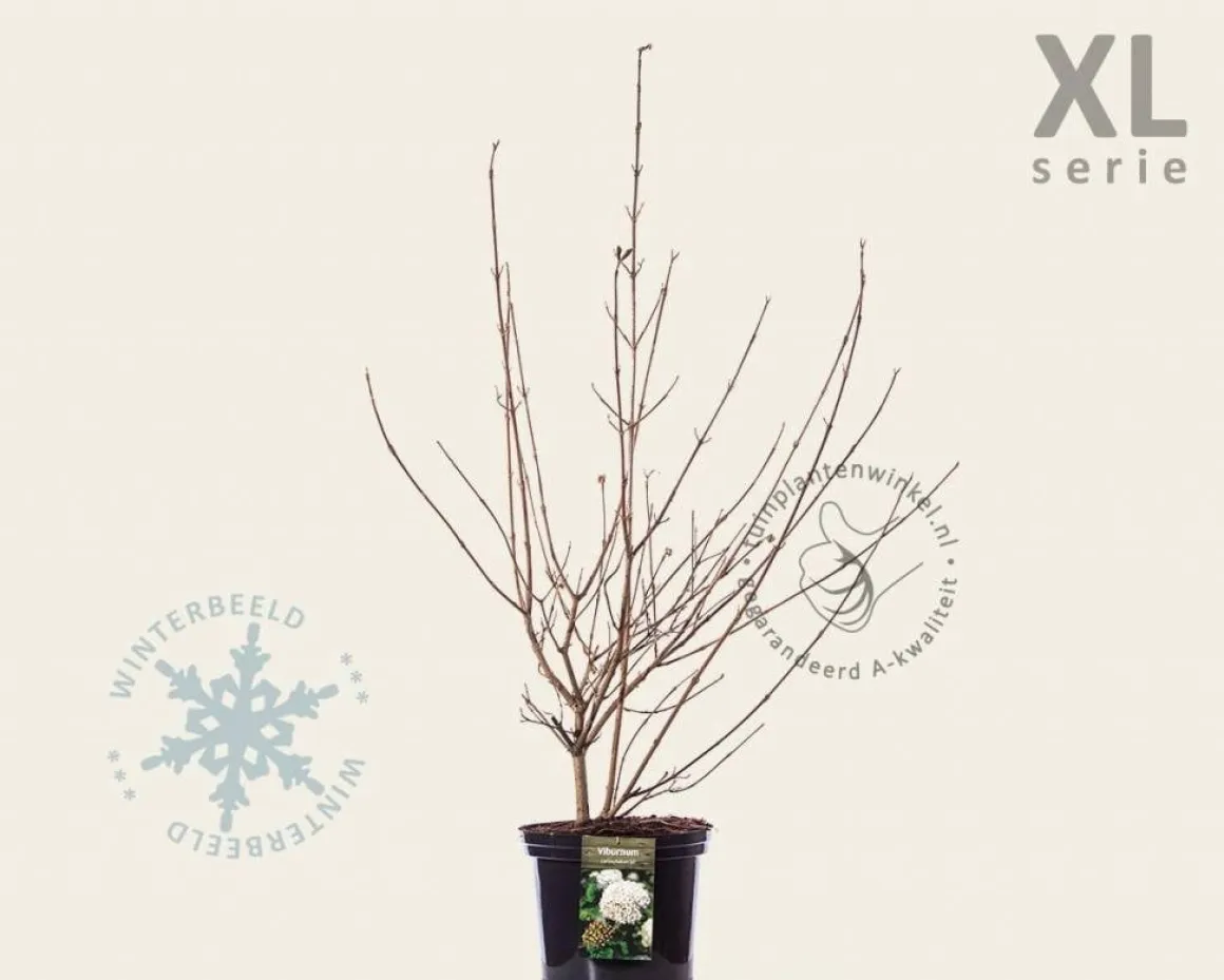 Viburnum carlcephalum - XL