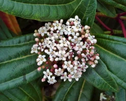 Viburnum davidii - XL