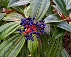 Viburnum davidii - XL