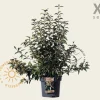 Viburnum farreri 'December Dwarf' - XL