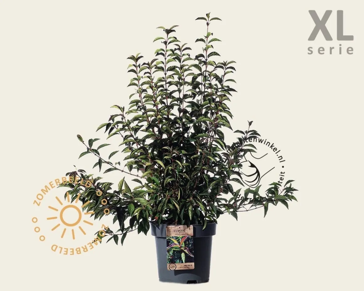 Viburnum farreri 'December Dwarf' - XL