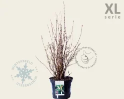Viburnum farreri 'December Dwarf' - XL