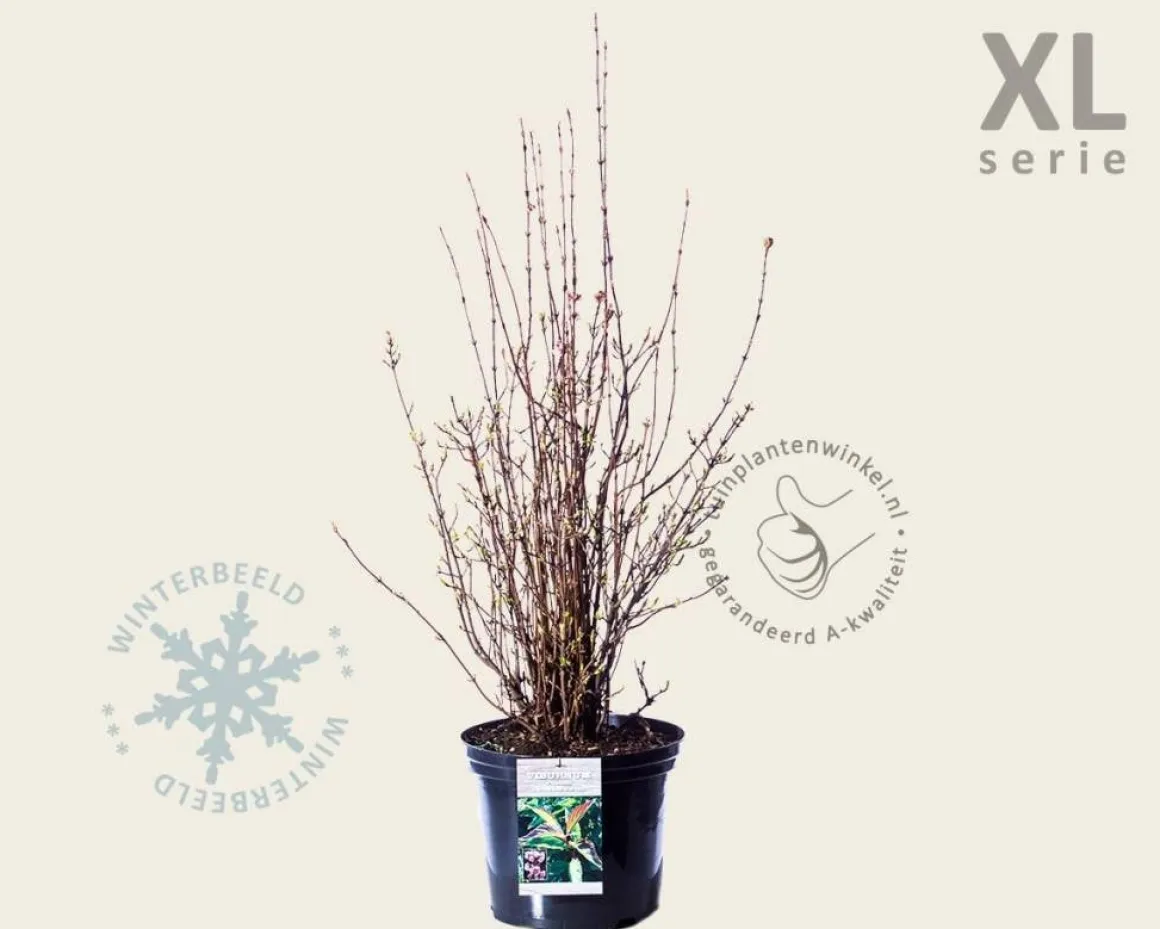 Viburnum farreri 'December Dwarf' - XL