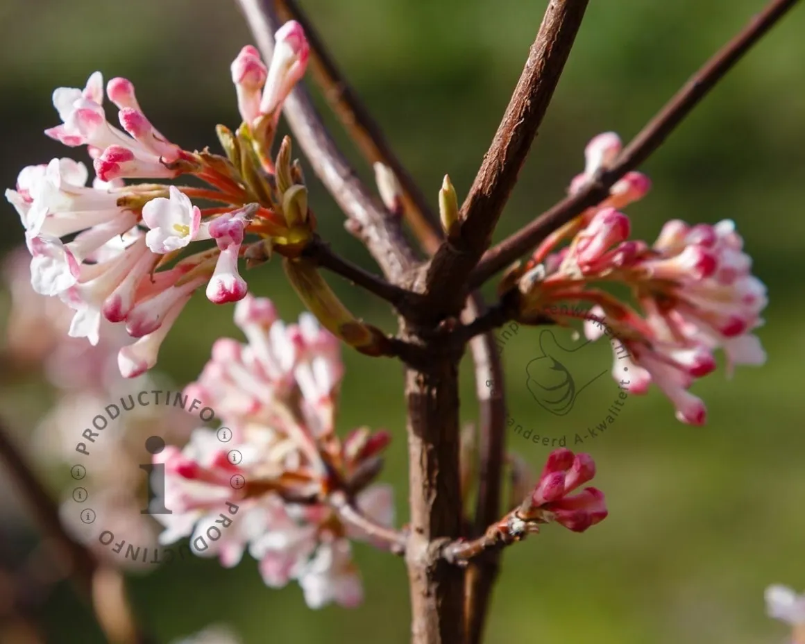 Viburnum farreri 'December Dwarf' - XL