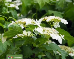 Viburnum opulus - blote wortel