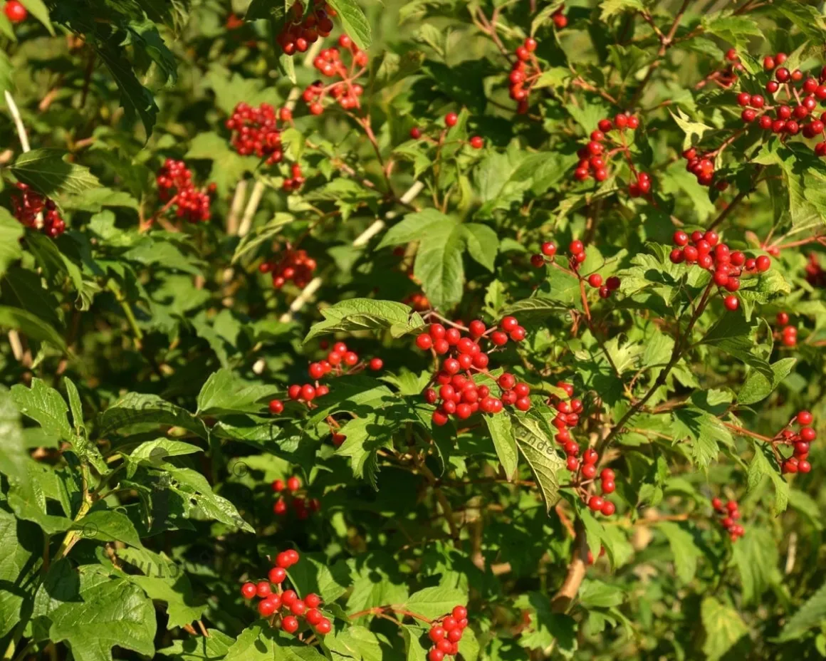 Viburnum opulus 'Compactum'