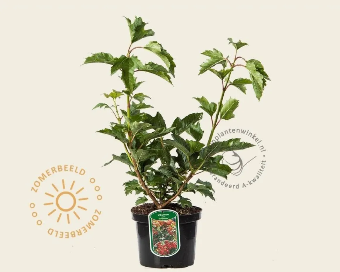 Viburnum opulus 'Compactum'