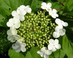 Viburnum opulus 'Compactum' - XL