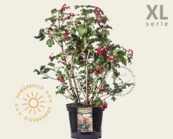 Viburnum opulus 'Compactum' - XL