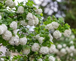 Viburnum opulus 'Roseum' - XL