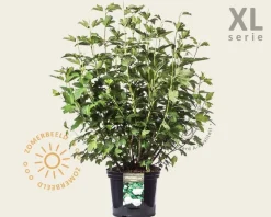 Viburnum opulus 'Roseum' - XL