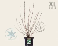 Viburnum opulus 'Roseum' - XL