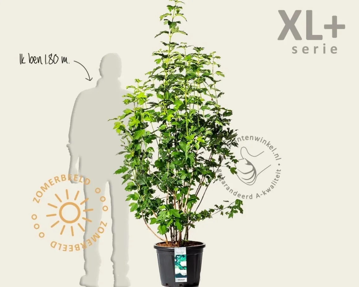 Viburnum opulus 'Roseum' - XL+
