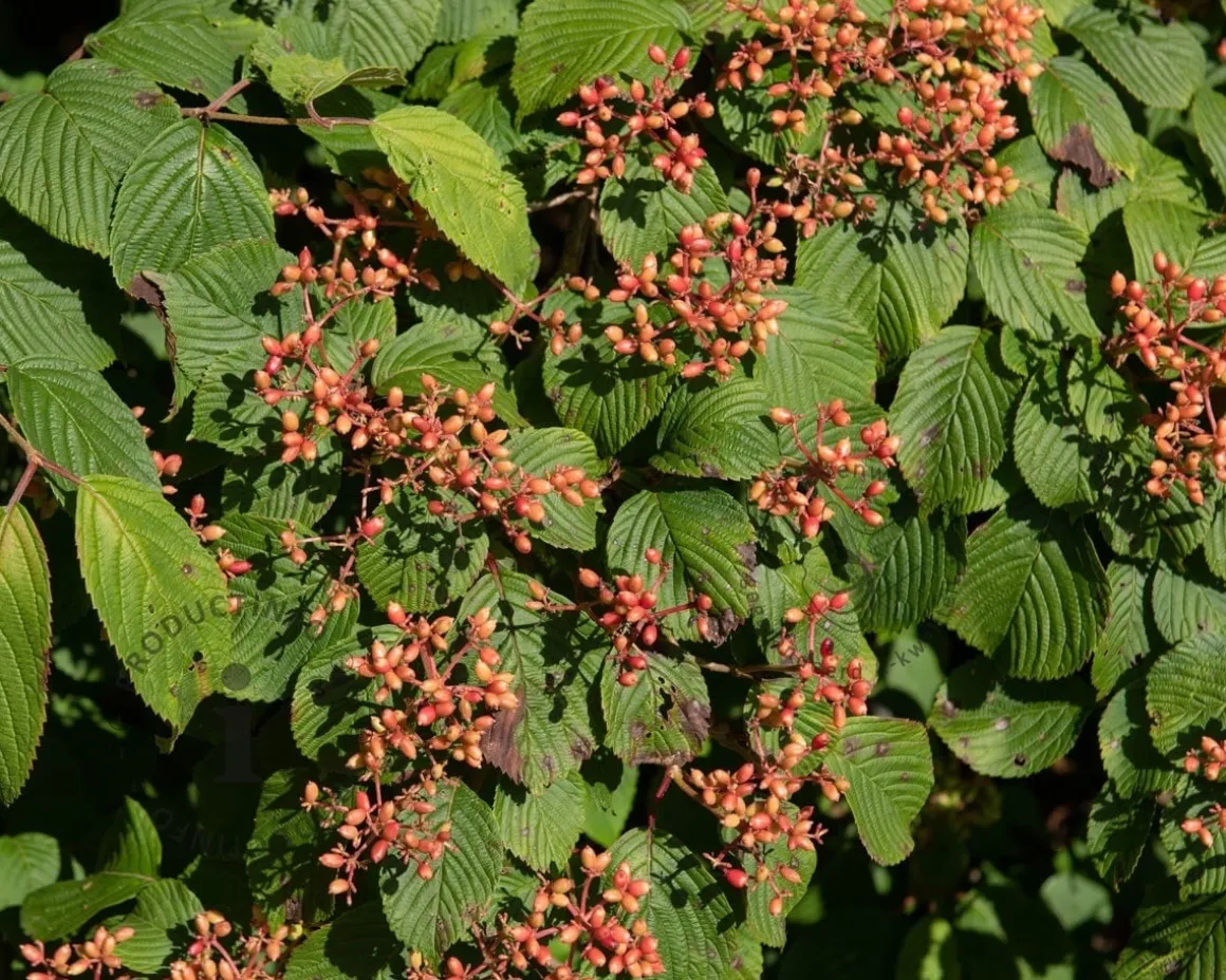 Viburnum plicatum 'Cascade'