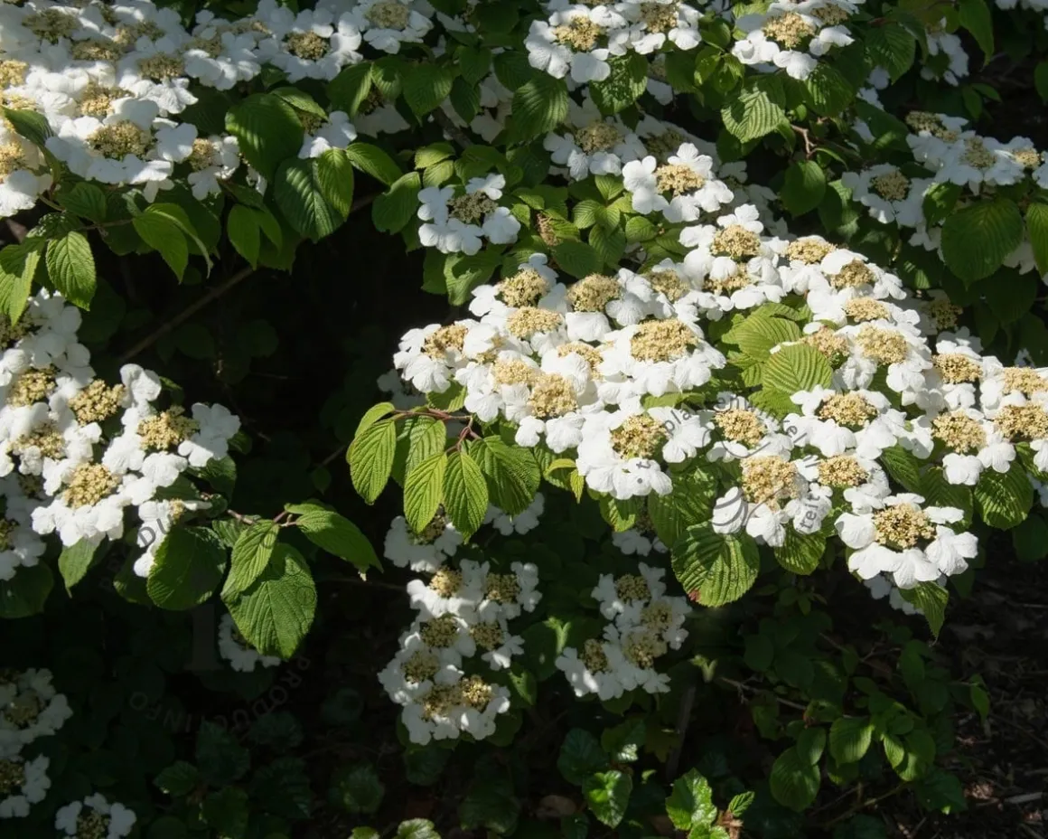 Viburnum plicatum 'Cascade'
