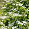 Viburnum plicatum 'Kilimandjaro'