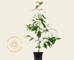 Viburnum plicatum 'Kilimandjaro'