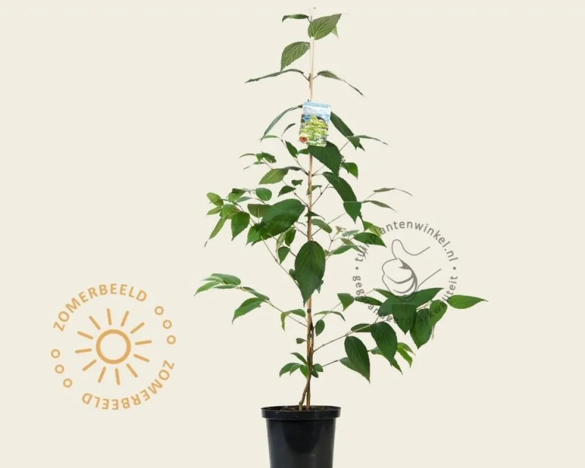 Viburnum plicatum 'Kilimandjaro'