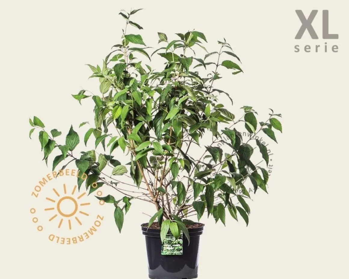 Viburnum plicatum 'Kilimandjaro' - XL