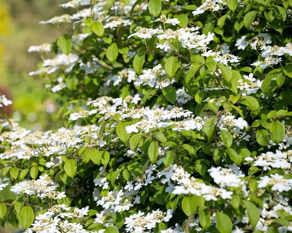 Viburnum plicatum 'Kilimandjaro' - XL