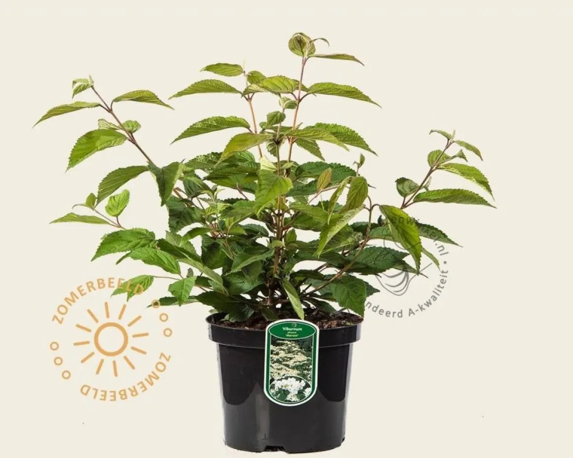 Viburnum plicatum 'Mariesii'