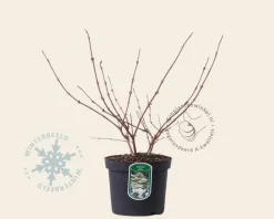 Viburnum plicatum 'Mariesii'