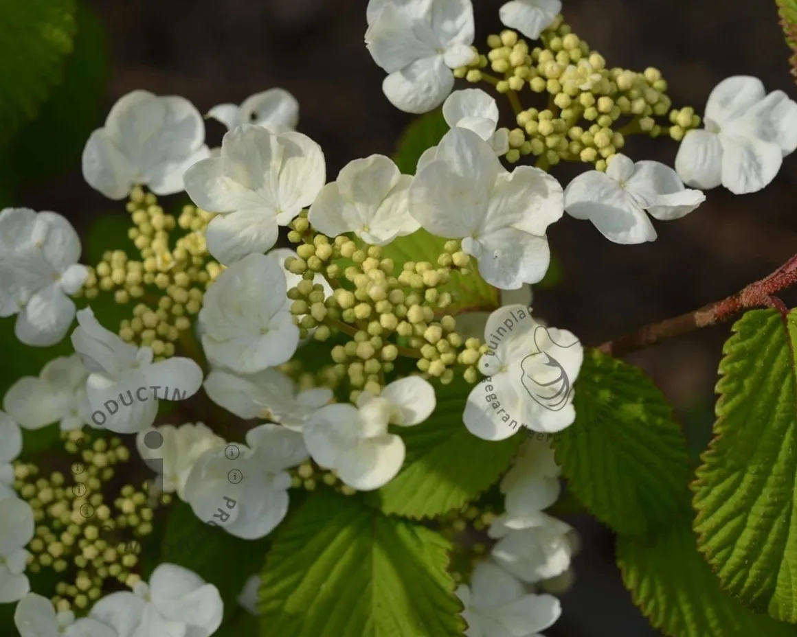 Viburnum plicatum 'Mariesii' - XL