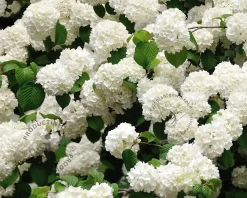 Viburnum plicatum 'Newport'