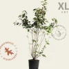 Viburnum plicatum 'St Keverne' - XL+