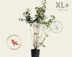 Viburnum plicatum 'St Keverne' - XL+