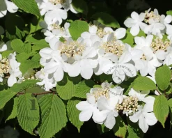 Viburnum plicatum 'St Keverne' - XL+