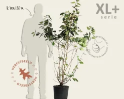 Viburnum plicatum 'St Keverne' - XL+