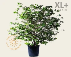 Viburnum plicatum 'St Keverne' - XL+