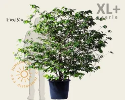 Viburnum plicatum 'St Keverne' - XL+