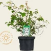 Viburnum plicatum 'Watanabe'