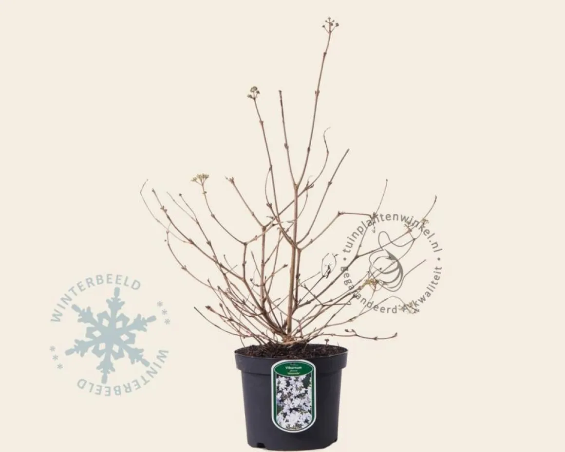 Viburnum plicatum 'Watanabe'