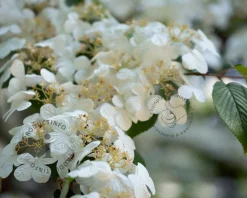 Viburnum plicatum 'Watanabe' - XL