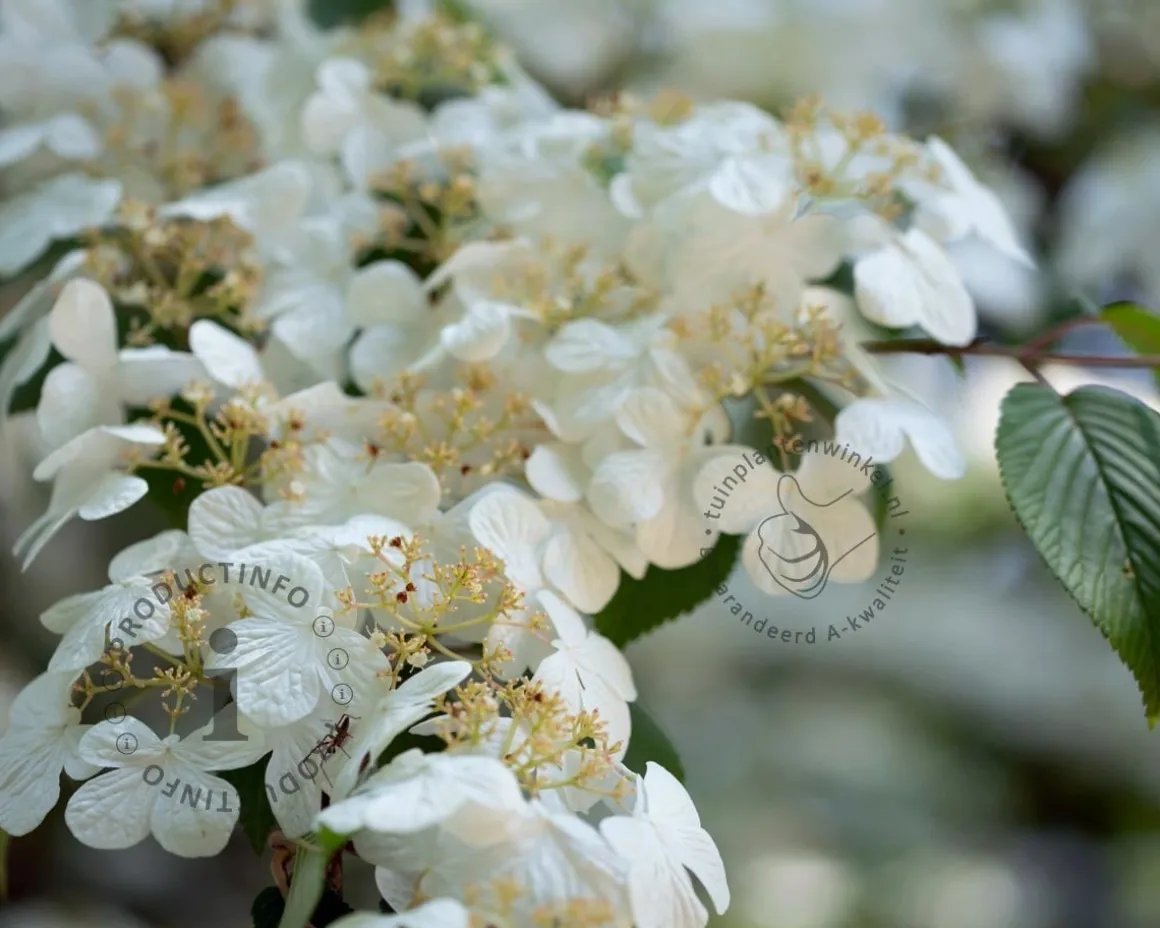 Viburnum plicatum 'Watanabe' - XL