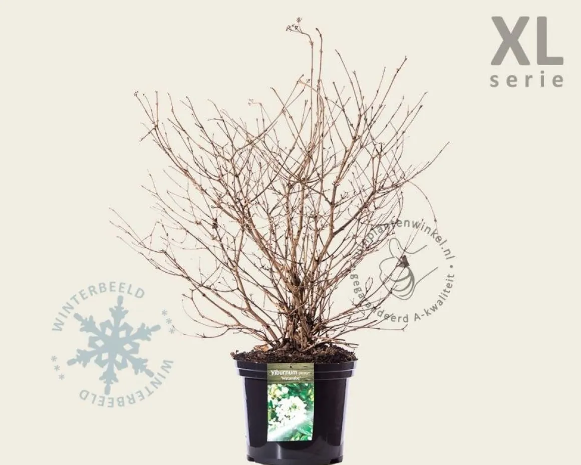 Viburnum plicatum 'Watanabe' - XL