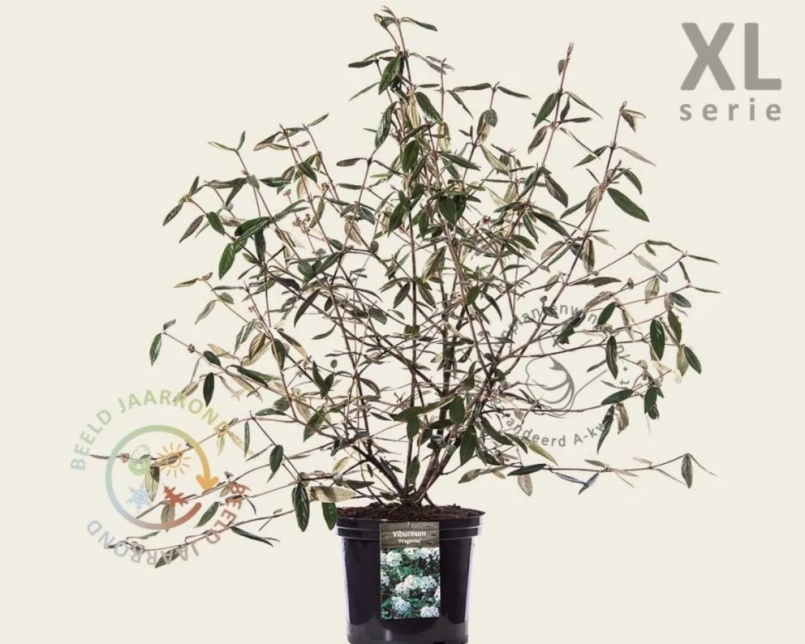Viburnum 'Pragense' - XL