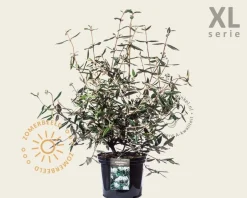 Viburnum 'Pragense' - XL