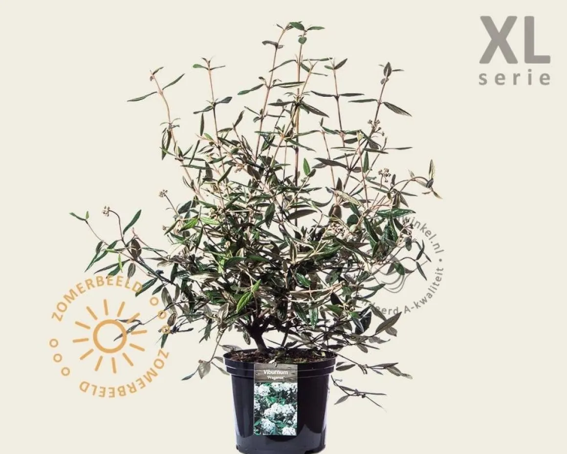 Viburnum 'Pragense' - XL
