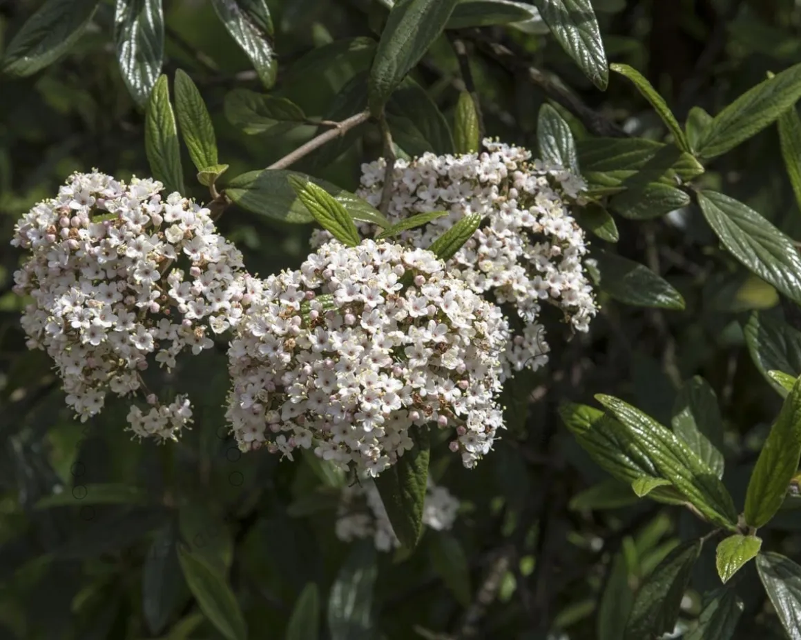 Viburnum 'Pragense' - XL