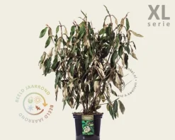 Viburnum rhytidophyllum - XL