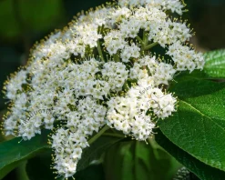 Viburnum rhytidophyllum - XL
