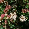 Viburnum tinus