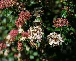 Viburnum tinus