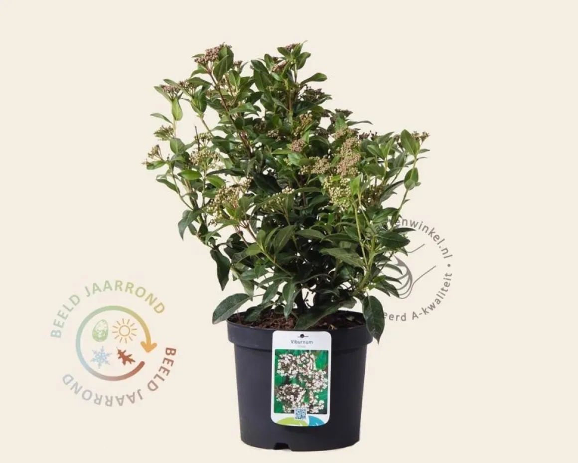 Viburnum tinus